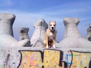 vind pui amstaff