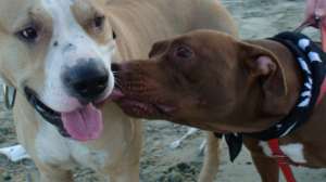 vind pui amstaff