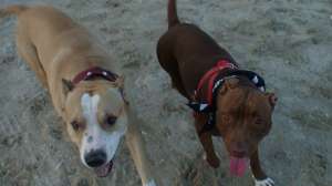 vind pui amstaff