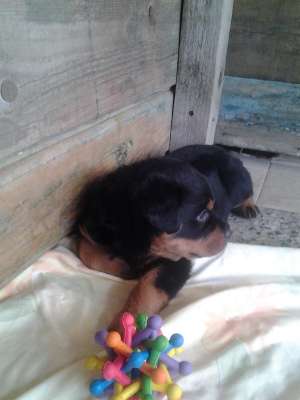 Vand pui Rottweiler