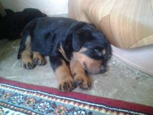 Vand pui Rottweiler