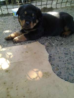 Vand pui Rottweiler