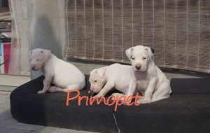 PrimoPet vinde pui Dog Argentinin