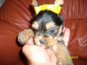 YORKSHIRE TERRIER TOY-pui de calitate