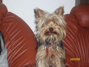 YORKSHIRE TERRIER TOY-pui de calitate
