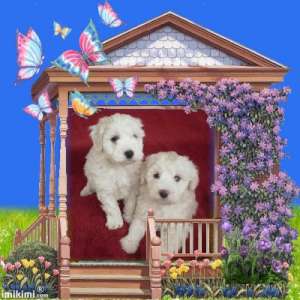 vand bichon maltez si bolognez