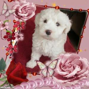 vand bichon maltez si bolognez