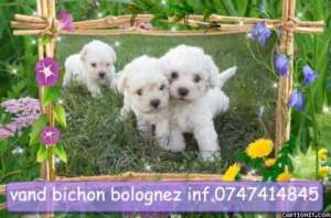 vand bichon maltez si bolognez