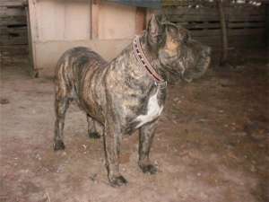 vand dogo canario cu pedigree