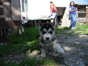 Hasky mascul 2 luni