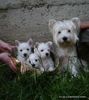 Westie si Rottweiler 6 Saptamani
