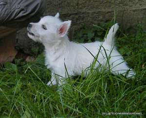 Westie si Rottweiler 6 Saptamani