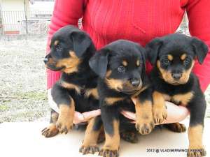 Westie si Rottweiler 6 Saptamani