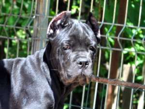 Pui cane corso din Iasi !!