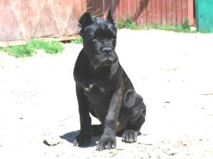 Pui cane corso din Iasi !!