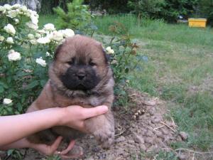 vand pui chow chow