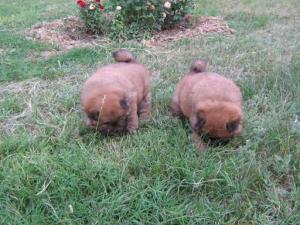 vand pui chow chow
