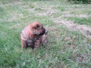vand pui chow chow