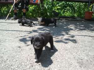 Pui Cocker Spaniel