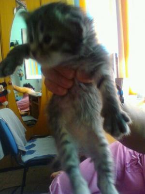 vand pisicute birmaneze ku angora turceasca