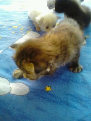 vand pisicute birmaneze ku angora turceasca