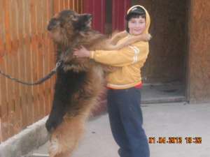 CAINE LUP TALIE MARE PENTRU PAZA