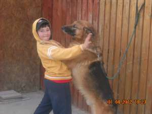 CAINE LUP TALIE MARE PENTRU PAZA
