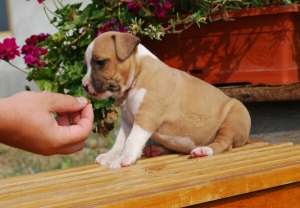 Vand pui AmStaff