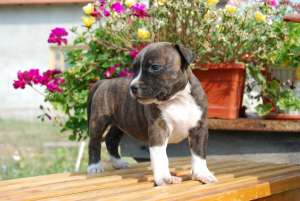 Vand pui AmStaff