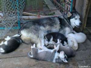 vand puiuti husky siberyan