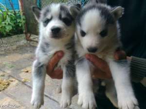 vand puiuti husky siberyan