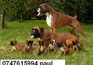 VAND CATEI BOXER GERMAN