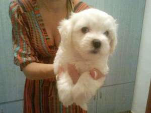 vand bichon maltese