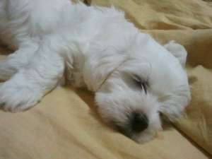 vand bichon maltese