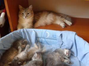 Vand pui pisica siberiana