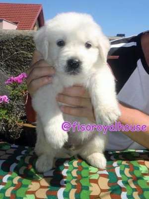 Pui Golden Retriever Fiso Royal House