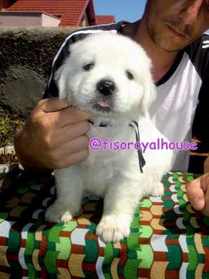 Pui Golden Retriever Fiso Royal House