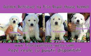 Pui Golden Retriever Fiso Royal House