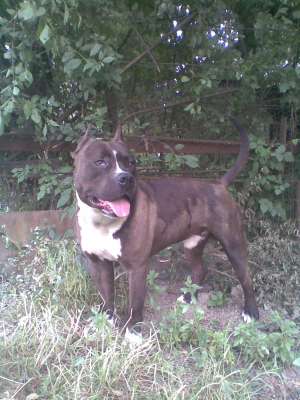 Ofer mascul amstaff pt monta