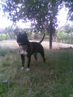 Ofer mascul amstaff pt monta