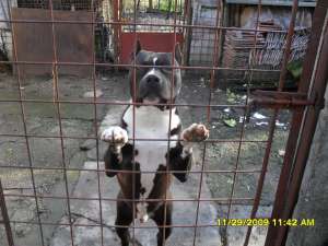 Ofer mascul amstaff pt monta