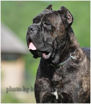 vand pui de cane corso