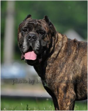 vand pui de cane corso