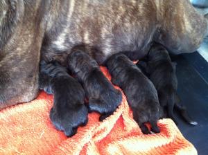 vand pui de cane corso