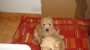 Pui caniche talie medie!