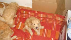 Pui caniche talie medie!