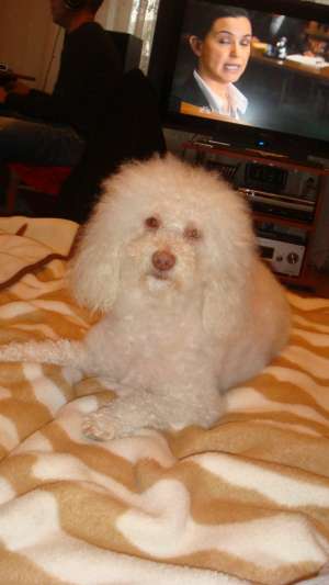 Pui caniche talie medie!