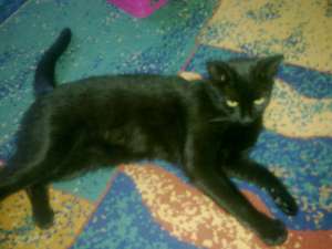 Vicky isi cauta urgent stapan !