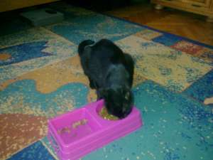 Vicky isi cauta urgent stapan !