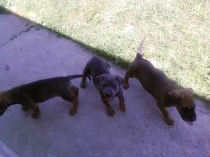 Vand 3 pui Bullmastiff 200 Ron Buc.